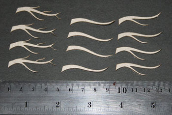 Branches